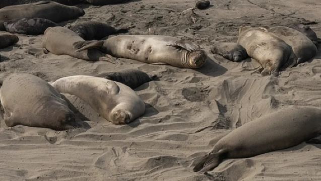 美國舊金山-經典一號公路-蒙特雷-丹麥村-洛杉磯-包車-精選