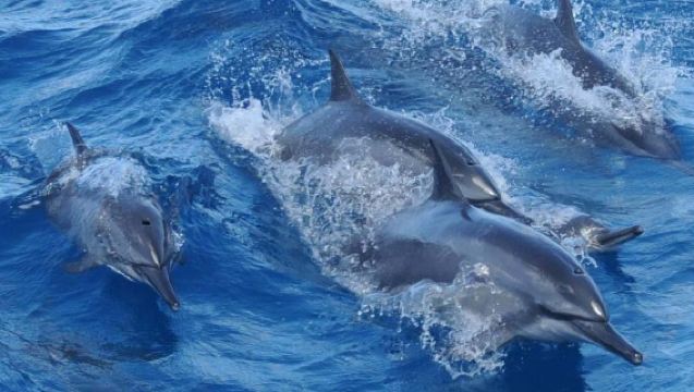 Fisheye Dolphin Watching & Underwater Observatory