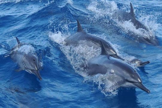 Fisheye-Delfinbeobachtung & Unterwasserobservatorium