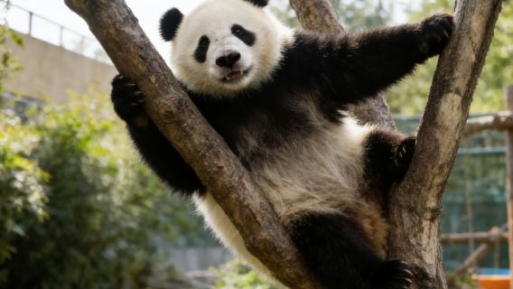 Explore China's Treasures: Private Day Tour to the  Panda House and Mutianyu Great Wall