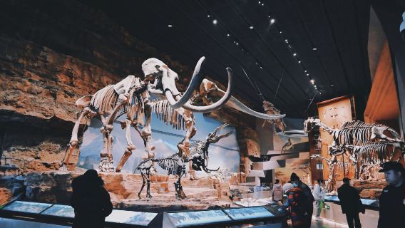 直隸總督署+保定軍校紀念館+西大街+中國古動物館一日遊