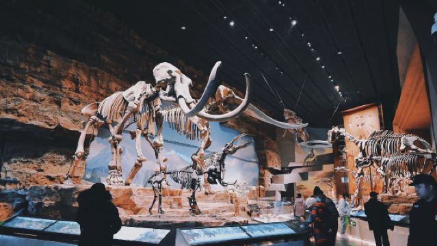 Zhili Governor-General's Office + Baoding Military Academy + West Street + China Paleozoological Museum day tour