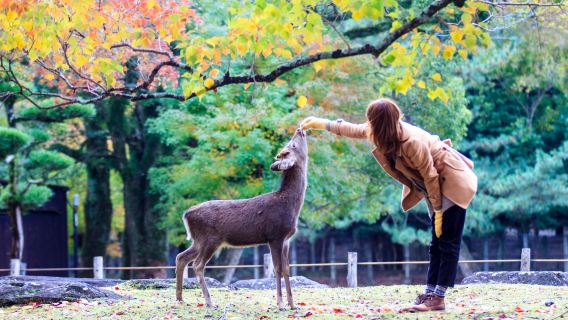 Dagstur i Kyoto, Nara och Uji med besök på Fushimi Inari-taisha, Nara park och Byodo-in i Uji