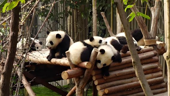 Eintägige Tour in Chengdu: Panda-Basis und Sichuan-Küchenmuseum