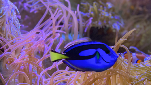 美國亞特蘭大喬治亞水族館-奧林匹克公園【中文專車-悅享旅程】