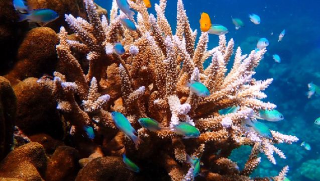 Desde Khao Lak/Phuket: Excursión en lancha rápida a las Islas Surin para hacer snorkel, visitar la aldea Moken y descubrir arrecifes de coral