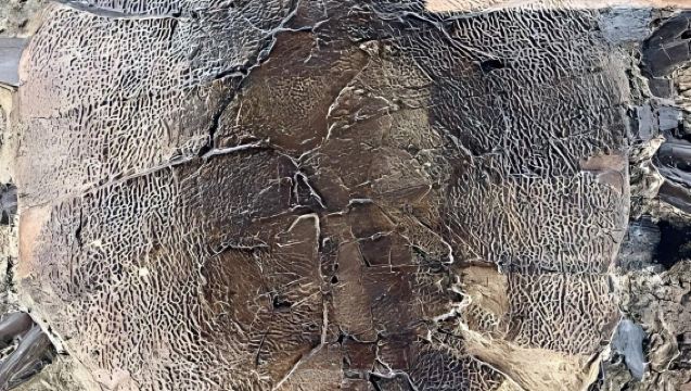 加拿大卡爾加里大學+皇家蒂勒爾博物館+中央圖書館【中文司機】