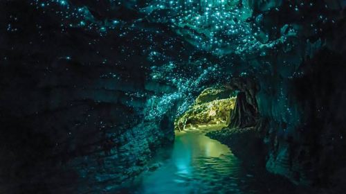 Waitomo glowworm caves + Te Puia geothermal park + Maori culture + Rotorua 16-person group tour Day Tours