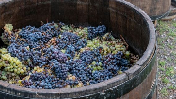 ภูเขาไฟวิสุเวียส: ชิมไวน์ในไร่องุ่น ต้นทางจากนาโปลี