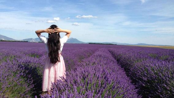 Lawatan Sehari ke Ladang Lavender Provence, Perancis | Kumpulan Kecil Berbahasa Cina | Berlepas dari Nice/Avignon/Marseille