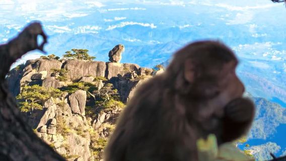Huangshan Day Trip: Ancient Pine Wisdom & Peak Geology