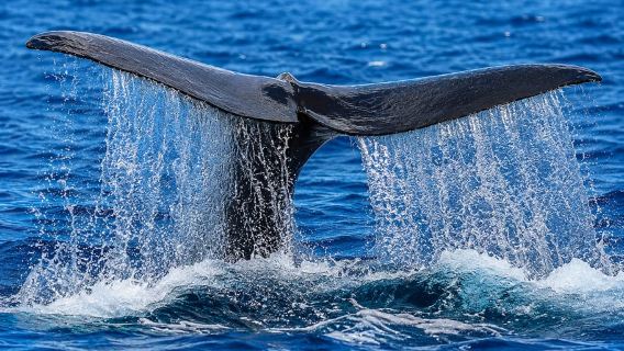Trincomalee: Whales Watching & Pigeon Island Snorkeling Tour
