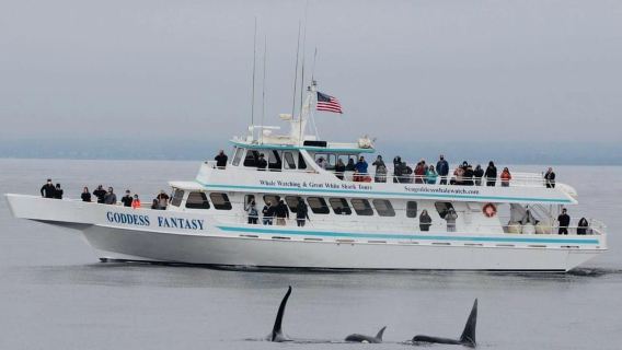 Monterey: Whale Watching Cruise