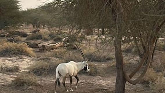 Hegra Tour: AlUla’s No.1 Haven For Nature, Wildlife Lovers