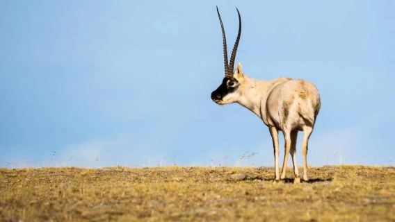 贈送氧氣】可可西里+崑崙神泉+玉珠峰+可可西里雪山觀+龍鳳宮