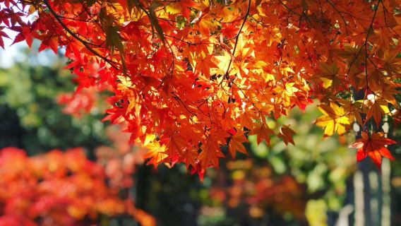 1-day Tour for Night Maple Viewing + Nagoya Kokeizan Eihouji Temple + Korankei Gorge + Kawamishiro Shikizakura Cherry Blossoms (Minimum 1 Person)