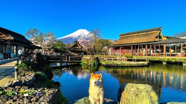 [櫻花季賞櫻]日本東京富士山一日遊【可選9人精品團/酒店上門接送|中文服務|新倉山淺間公園/河口湖大石公園/日川時計店/忍野八海】