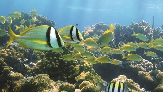 HonoluluExperiences