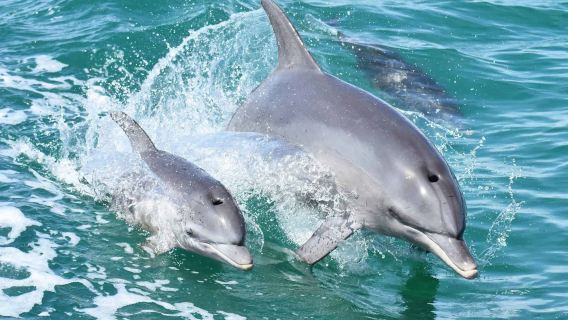 【Mandurah Cruises官方】 西澳大利亞曼哲拉海豚探索之旅 (觀賞野生海豚與海鳥,親子遊)