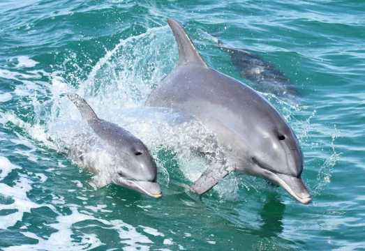 [Mandurah Cruises Official] Mandurah Dolphin Discovery Tour in Western Australia (Wild Dolphin and Seabird Watching, Family-Friendly) AUD 40.22