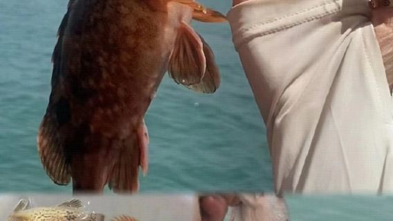 河北秦皇島葡萄島快艇海釣/出海觀光包船釣魚體驗【含魚竿魚餌，船長教學，包教包會，船上配備救生衣】