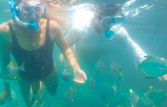 黃金海岸：早晨海豚獨木舟及浮潛之旅