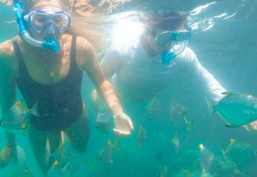 Gold Coast: Morning Dolphin Kayaking & Snorkeling Tour