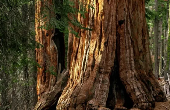 美國洛杉磯_美洲杉國家公園/帝王峽谷-包車【精選】