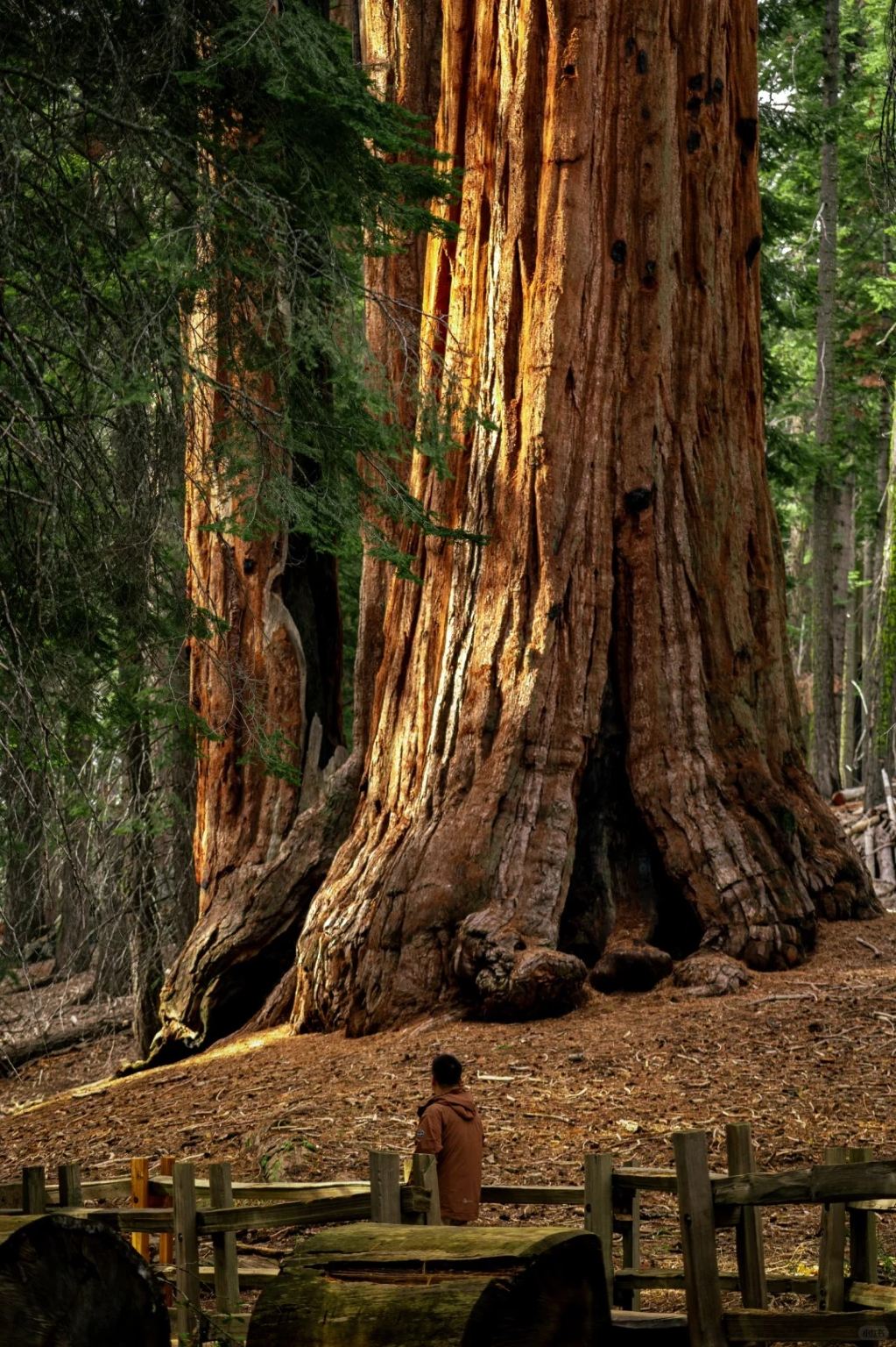 美國洛杉磯_美洲杉國家公園/帝王峽谷包車【精選老司機】