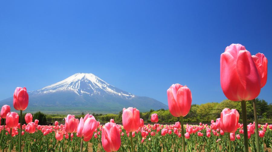 日本東京富士山必拍絕景一日遊【出片打卡點：羅森富士河口湖町 • 新倉山淺間公園 • 富士吉田本町商店街 • 忍野八海 • 花之都公園 • 山中湖 & 平野之濱】