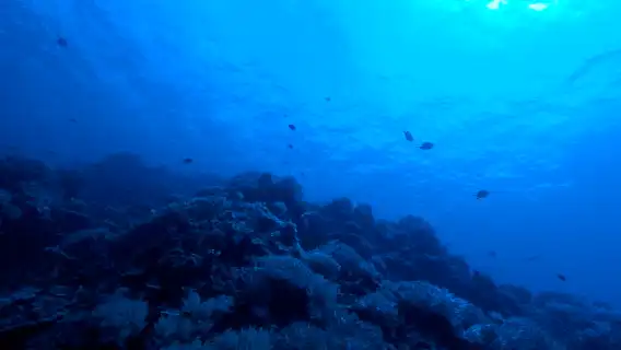 Bohol Panglao Island Hopping Tour