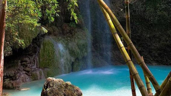 Cebu: Whale Shark, Tumalog, Sumilon, and Moalboal Tour