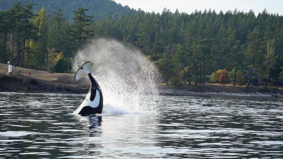 Orcas Island: Geführte Schnellboot-Tour zu Walen und Orcas