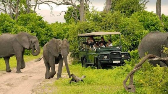 Chobe-Tagesausflug