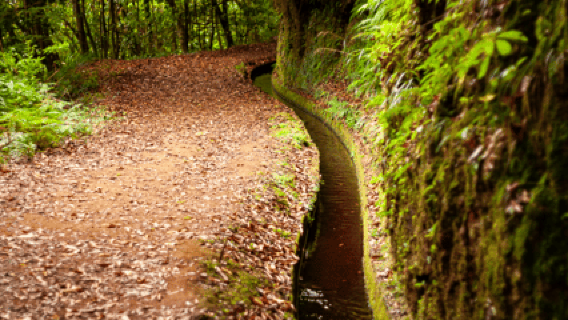 Madeira: PR 18 - Levada do Rei Hike Transfer