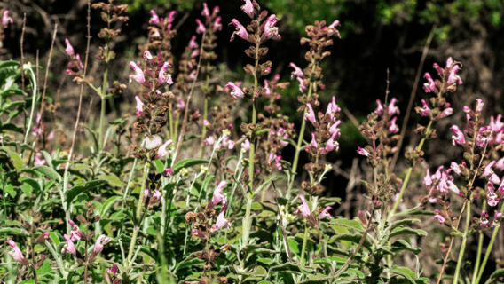 Rethymno: Flower Adventure