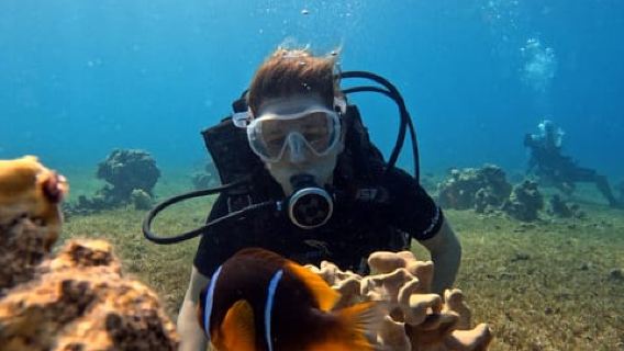 Aqaba: Lặn Biển Đỏ Riêng Tư Dành Cho Người Mới Bắt Đầu hoặc Có Kinh Nghiệm