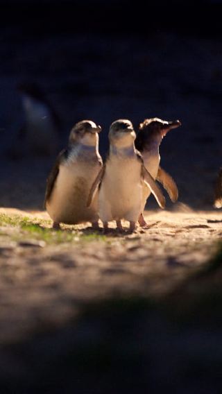 Phillip Island Penguin Parade + Moonlit Sanctuary Wildlife Park Tour [Optional Underground Viewing Stand]