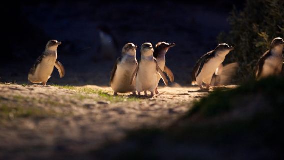 Tour a la Isla Phillip para ver el desfile de pingüinos + visita al Moonlit Sanctuary (opción de gradas subterráneas en grupo pequeño)