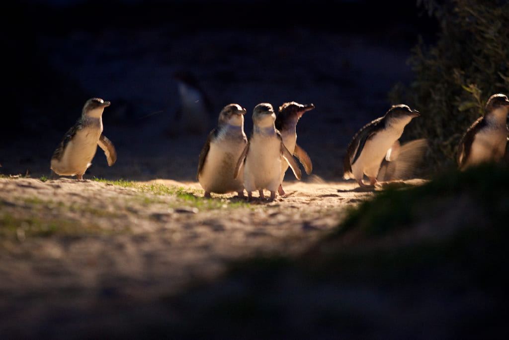 Тур на остров Филлип в Австралии: Возвращение пингвинов + Зоопарк Moonlit Sanctuary [маленькая группа, возможен подземный трибун]