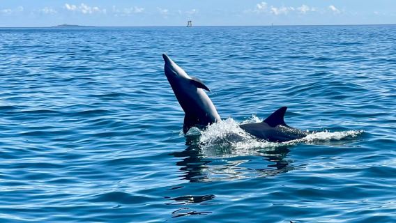 濟州島西南線一日遊｜A、B、C線｜漢拿山國立公園｜出海海釣｜追海豚｜