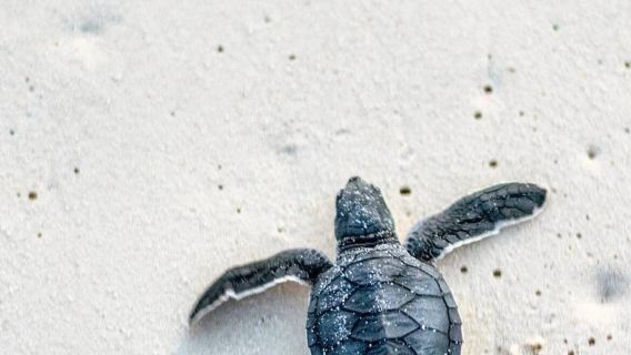 坦桑尼亞【桑給巴爾島】石頭城千年史話【邂逅奇趣香料與巨龜】