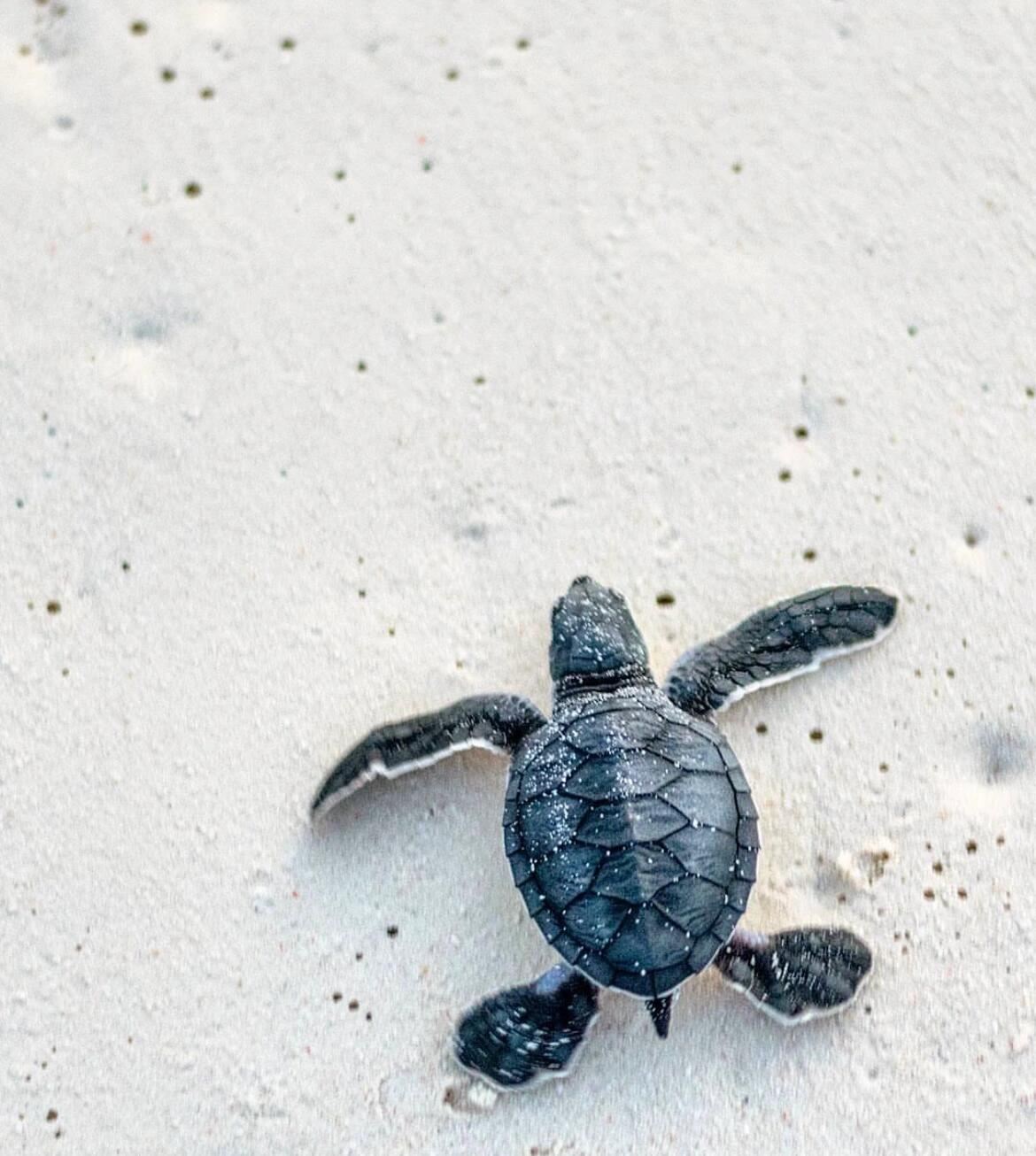 坦桑尼亞【桑給巴爾島】石頭城千年史話【邂逅奇趣香料與巨龜】