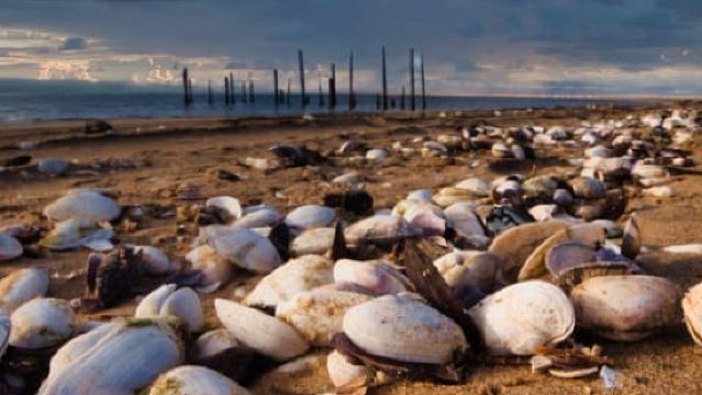 Berkayak di antara anjing laut dan Pelabuhan Sandwich - Tur Kombo