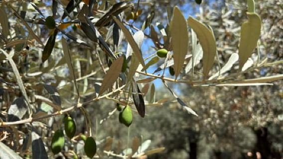 Fornalutx - escursionismo nella valle più bella di Maiorca