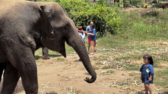 Wizard of Oz Living Green Elephant Sanctuary Tour from Chiang Mai