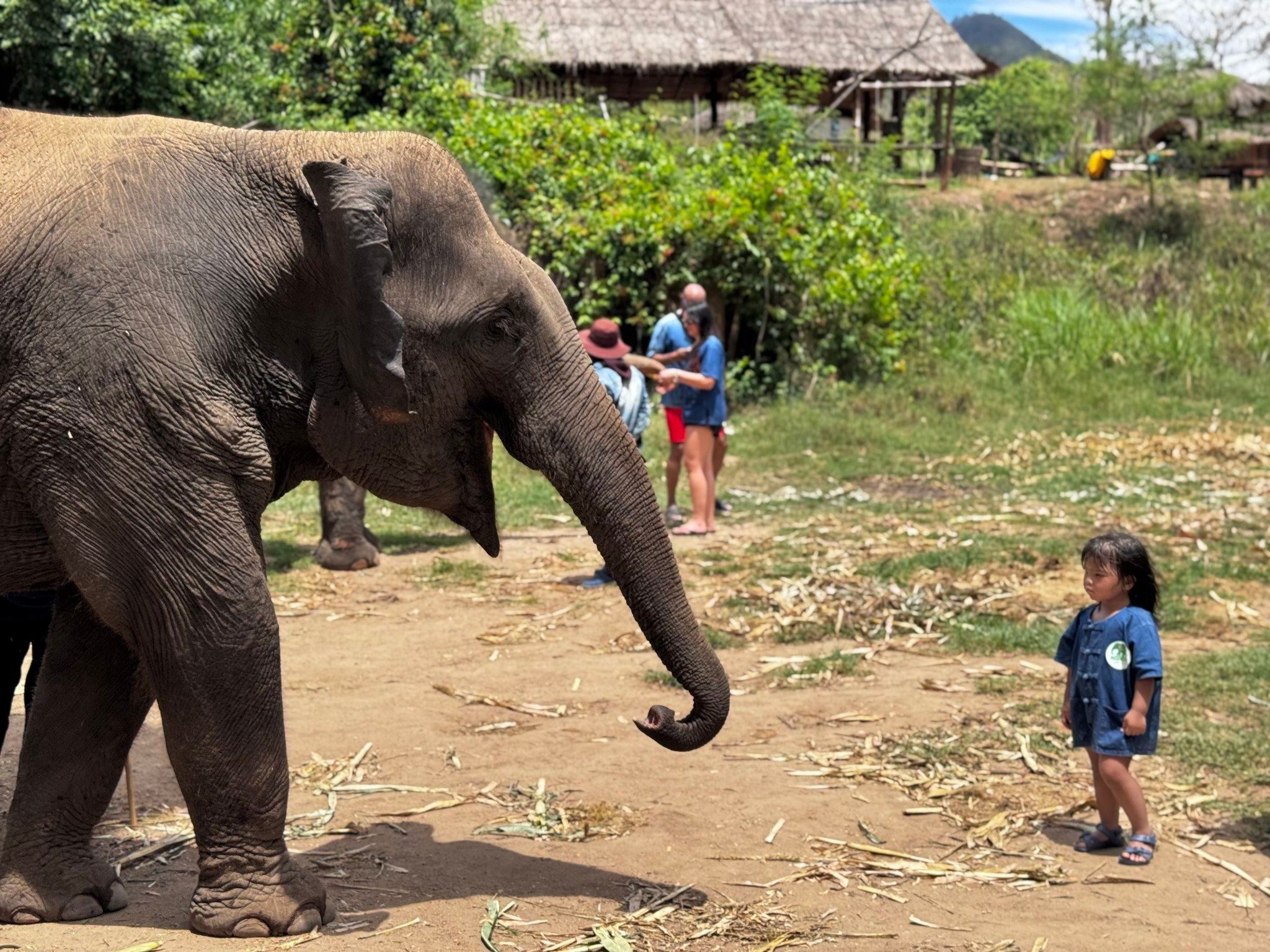 Excursión al santuario de elefantes Living Green desde Chiang Mai