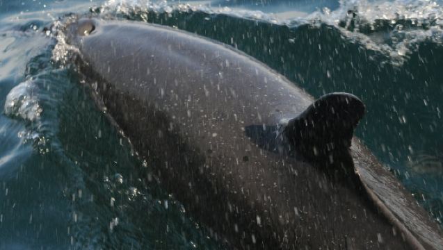 Excursion avec les dauphins sauvages et snorkeling