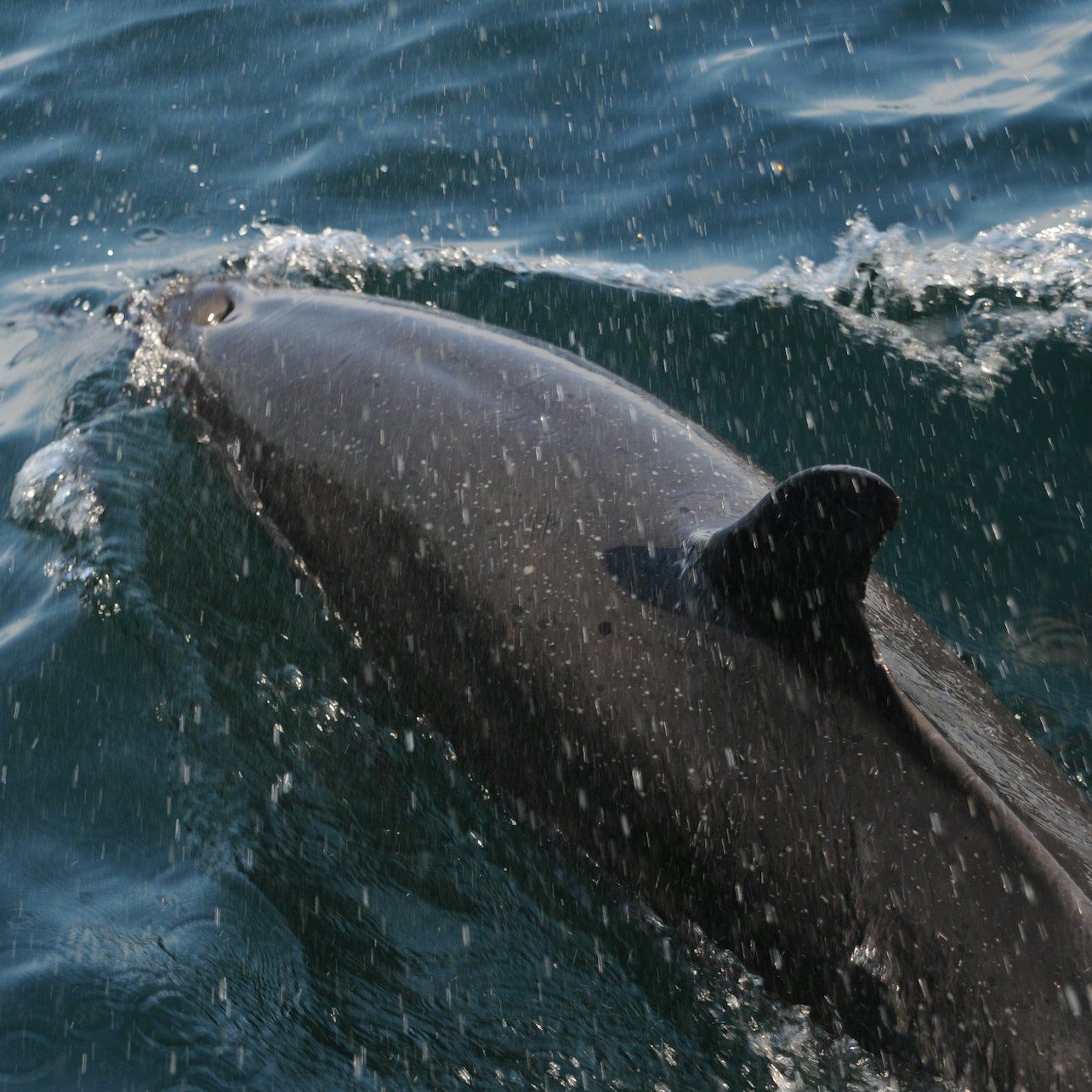 Wilde Delfintour & Schnorcheln