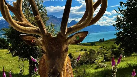 Christchurch to Shamarra Alpacas in Akaroa round-trip private charter for exclusive exploration of North and South Islands